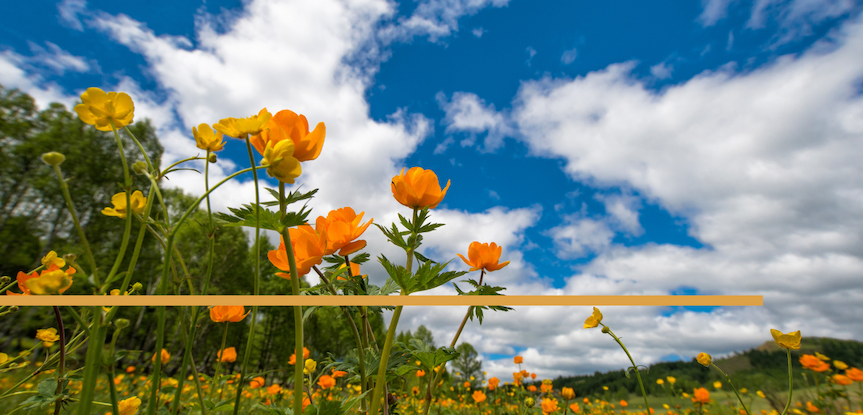 Peak Bloom post image